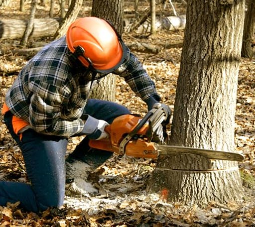 Tree Removal in Zeigler, IL